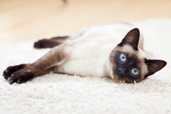Cat Breeds That Live The Longest Siamese Munchkins More